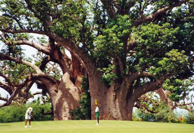 Golf course in Senegal with baobab tree in front