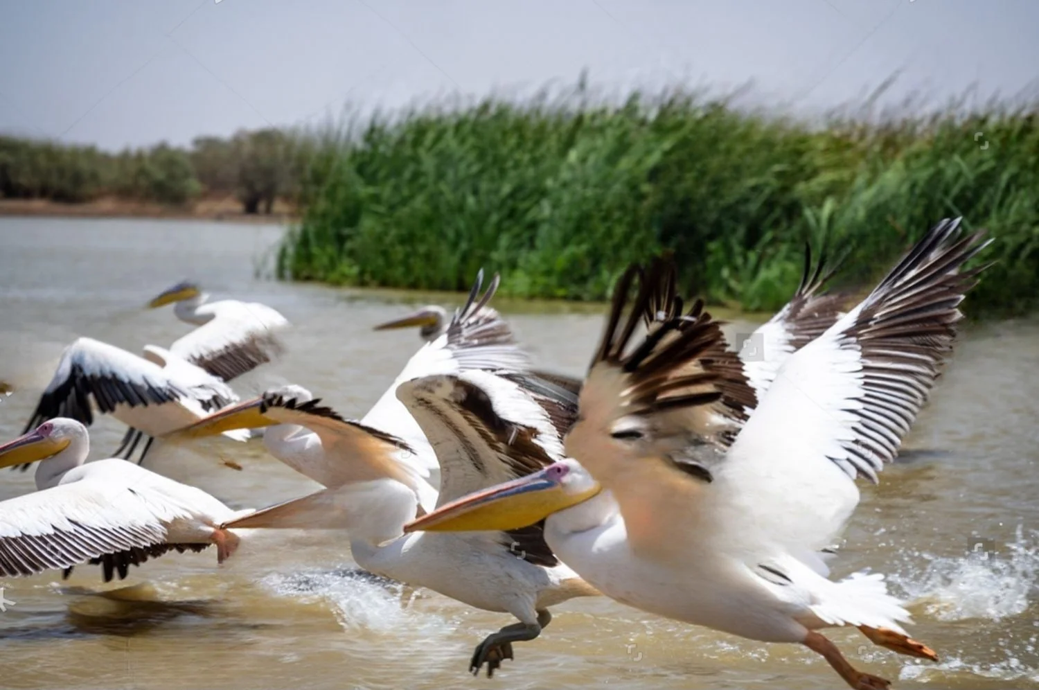 groupe d'oiseaux volant sur une fleuve