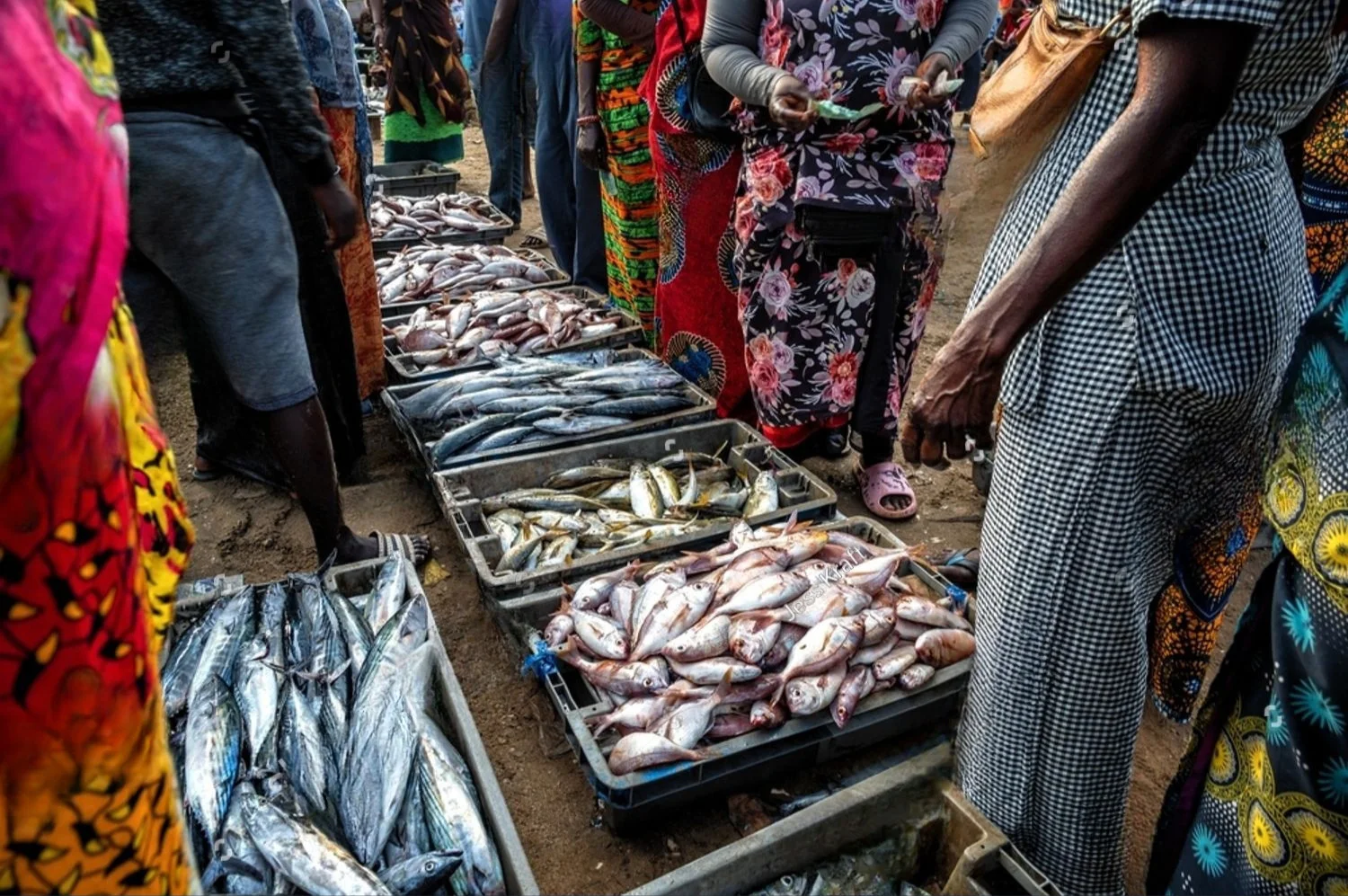 fish stall at a market in Senegal